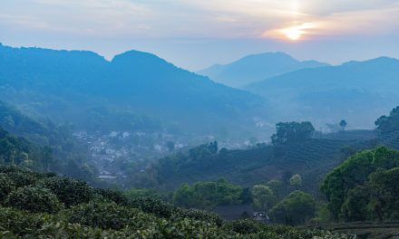 [Outbound]: Longjing Village, the Holy Land of Green Tea