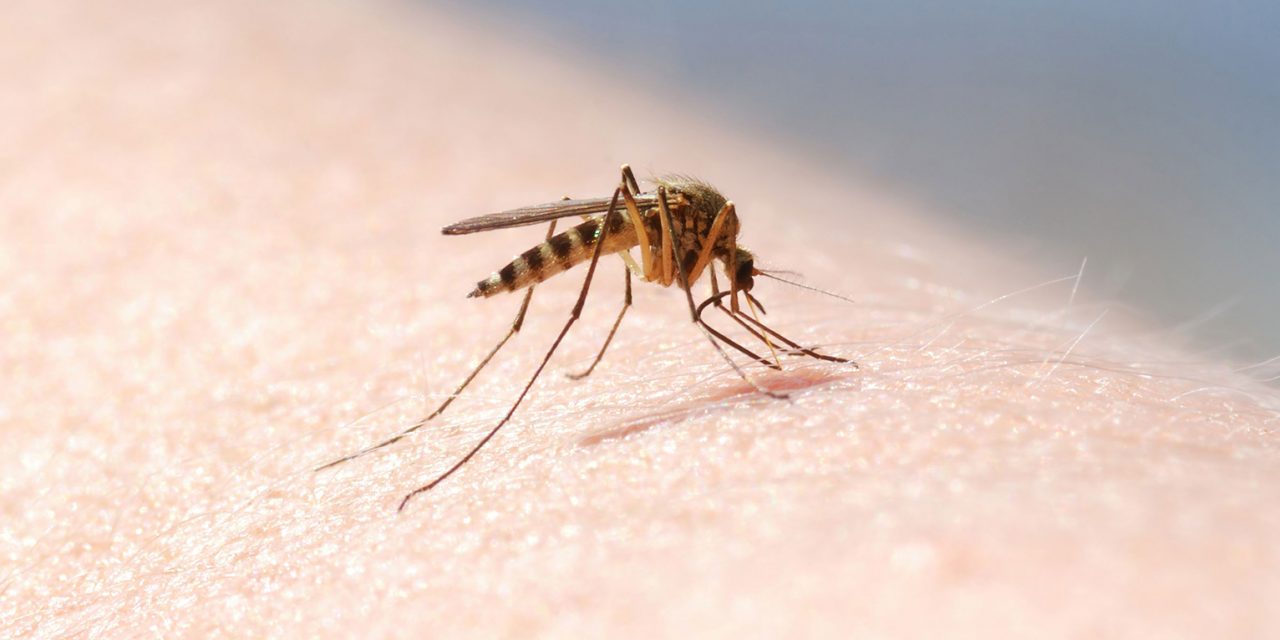 [Tested]: Five Popular Mosquito Killers