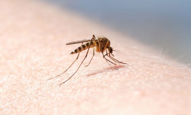 [Tested]: Five Popular Mosquito Killers