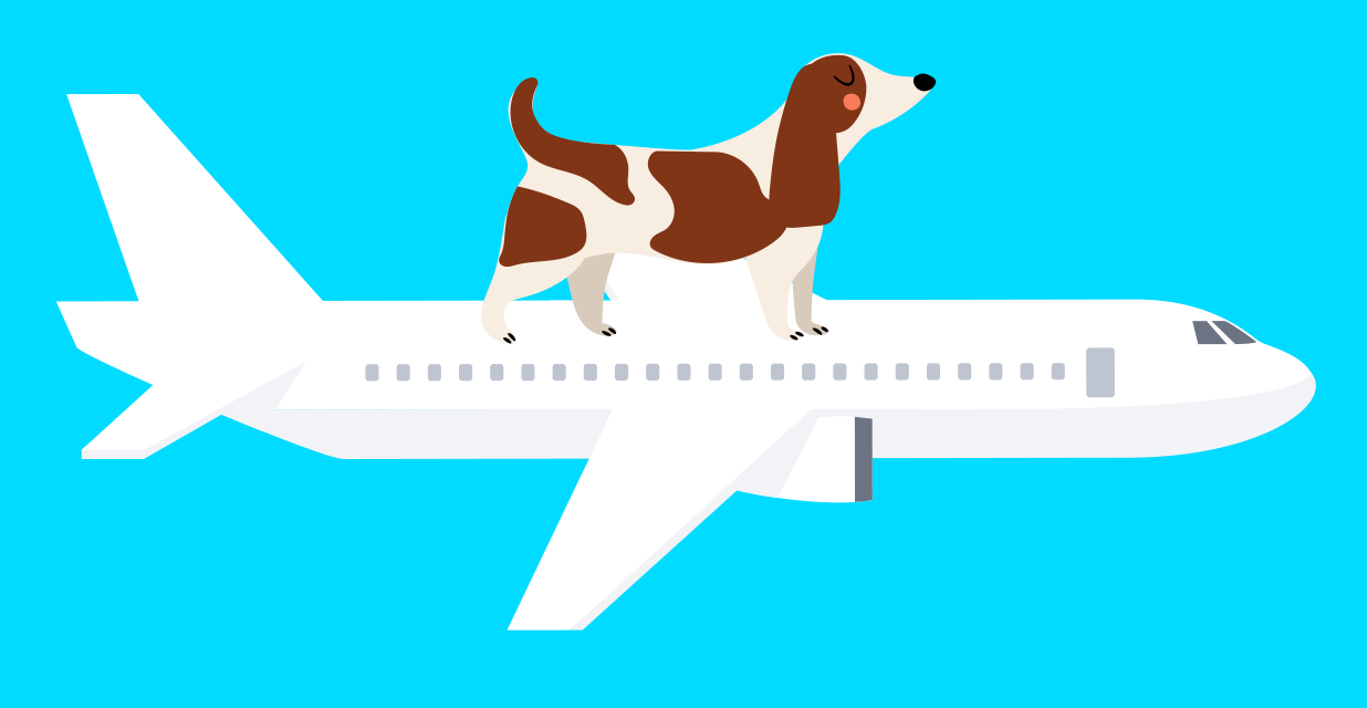 [How To]: Take Your Pet Out of China – Here Is What Has Changed in 2021