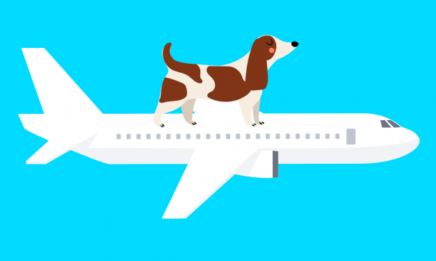 [How To]: Take Your Pet Out of China – Here Is What Has Changed in 2021